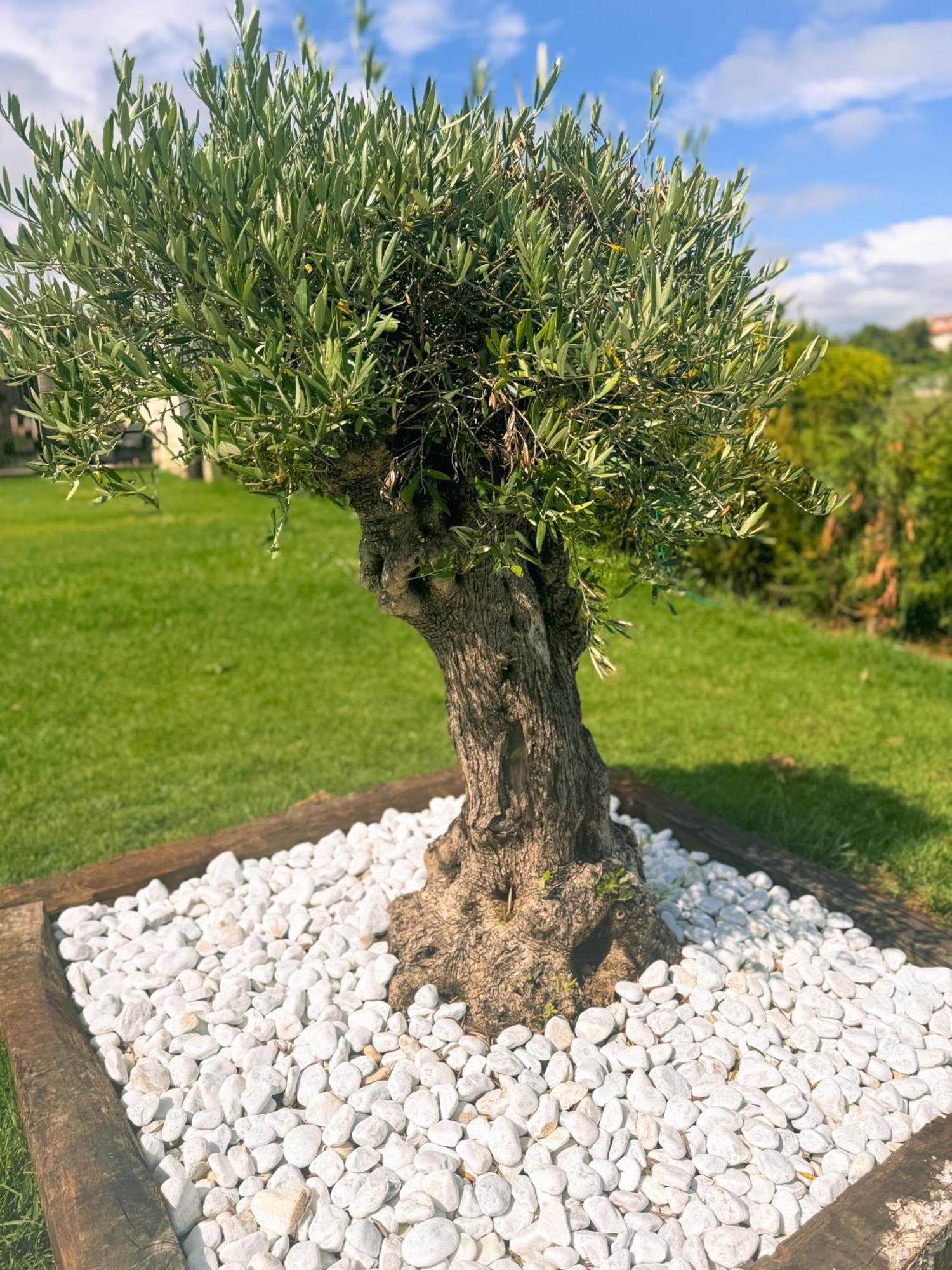 Villa Adina Sanxenxo - Rias Baixas Экстерьер фото